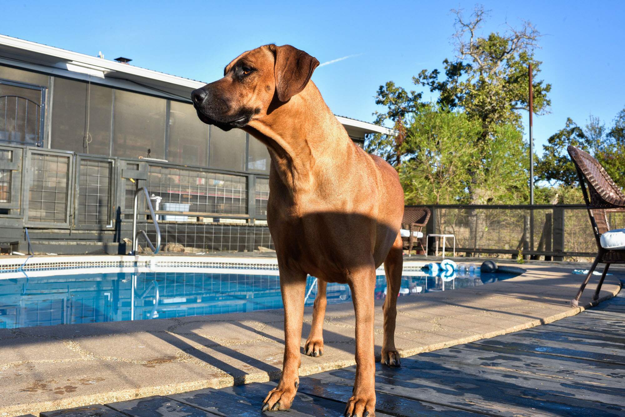 rhodesian-ridgeback-breeder-femal-dog-11