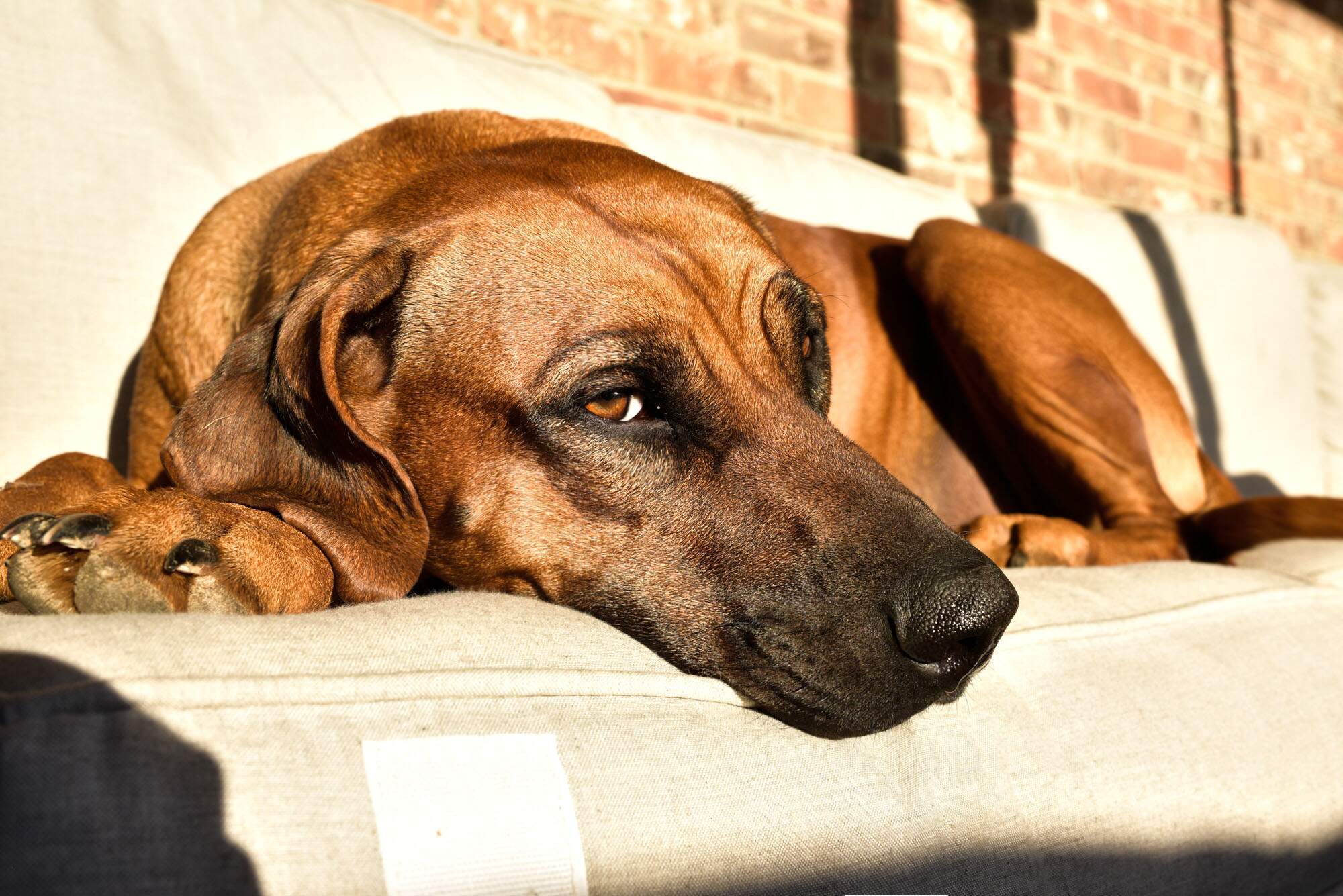 rhodesian-ridgeback-breeder-femal-dog-4