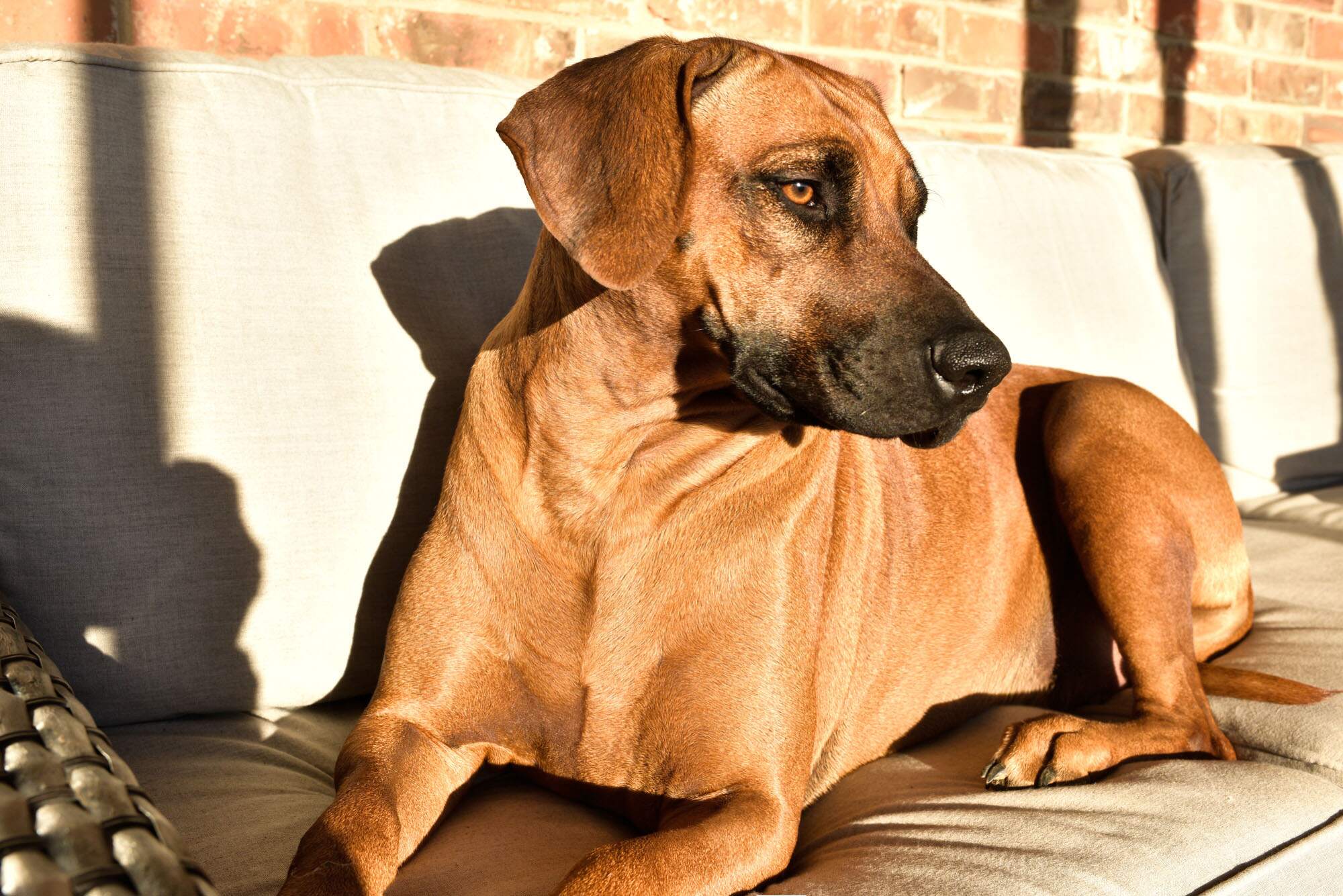 rhodesian-ridgeback-breeder-femal-dog-6