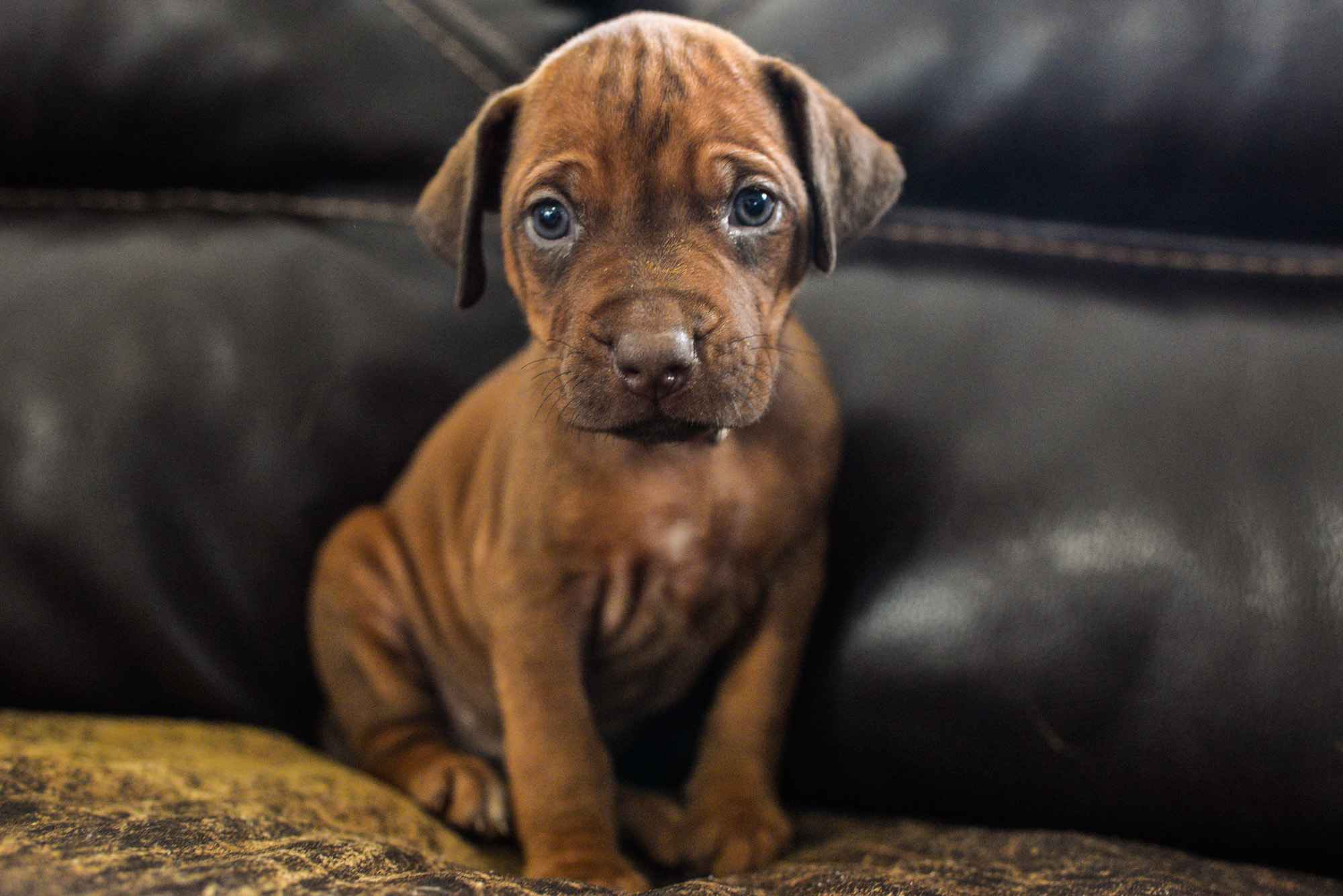 Caring for Rhodesian Ridgeback puppy