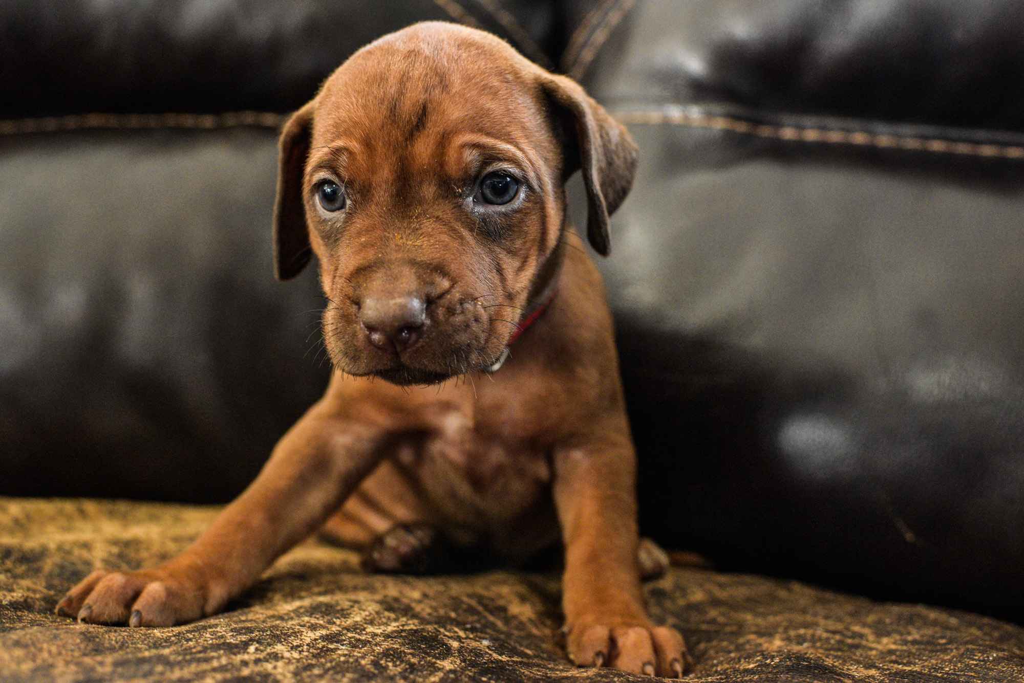 Why Rhodesian Ridgebacks Are Perfect Dogs for Texas Homes