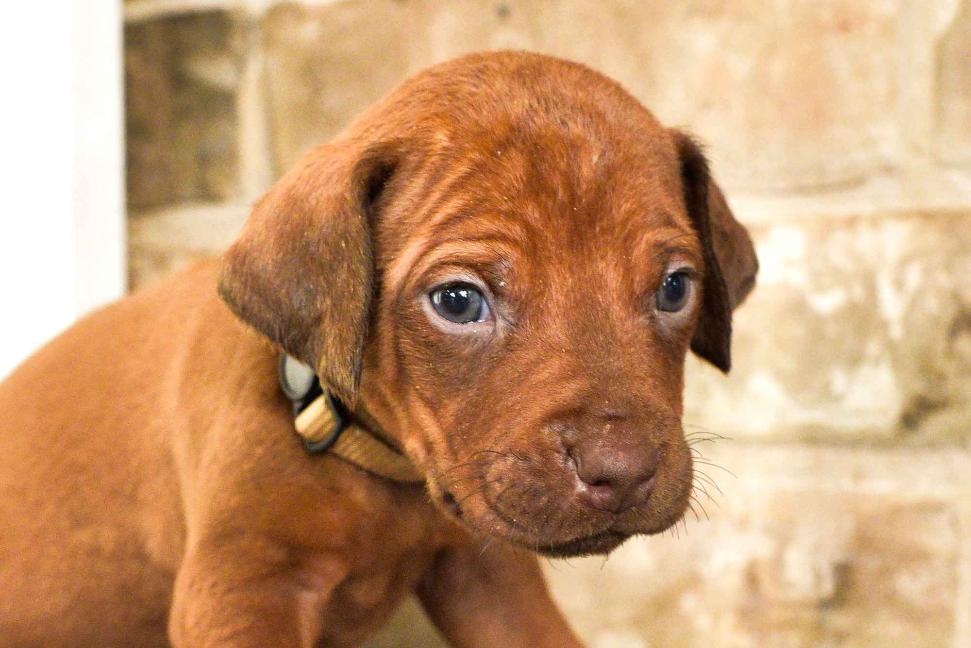 rhodesian ridgeback breeder beige