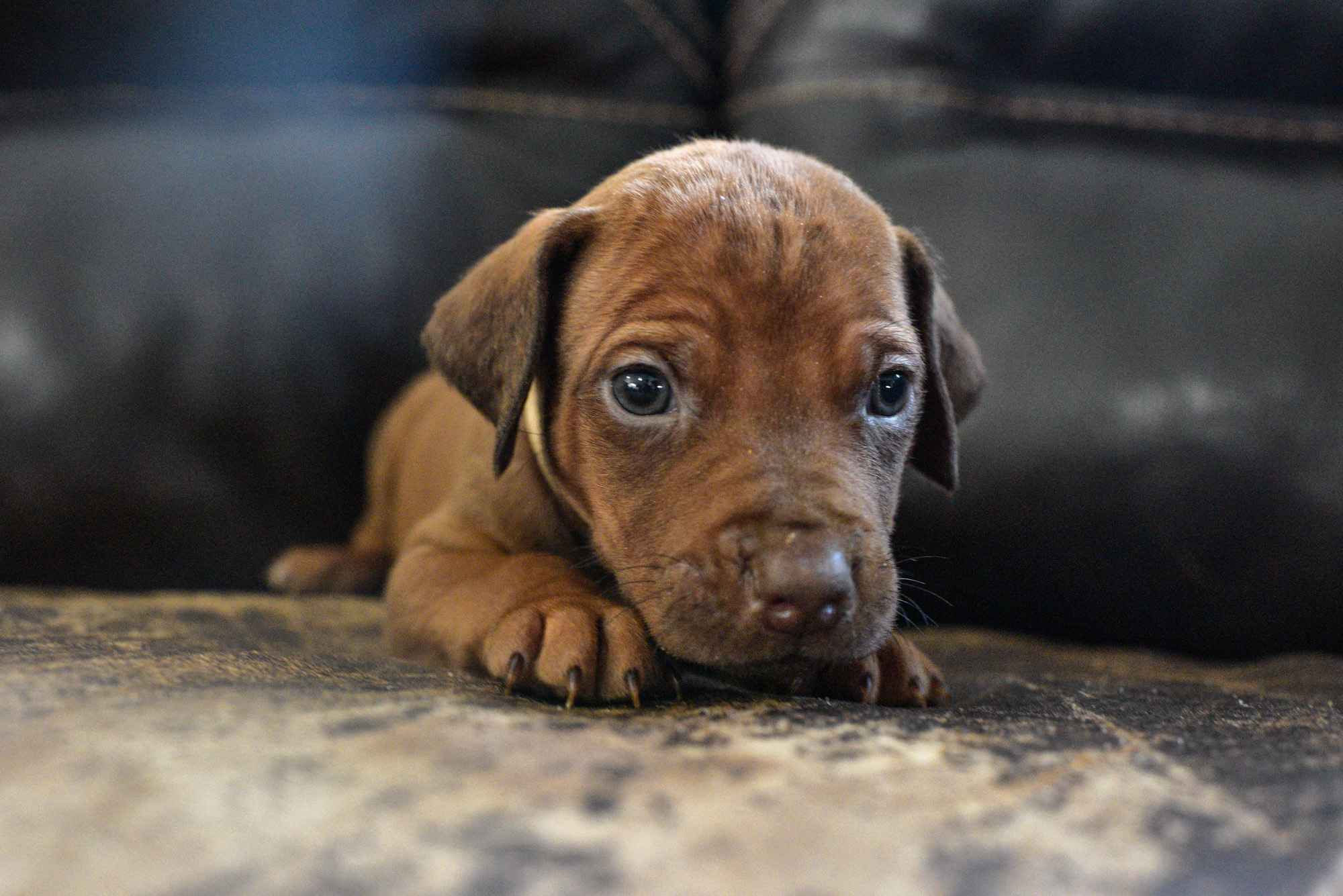 rhodesian-ridgeback-breeder-beige-3 rhodesian ridgeback breeder beige