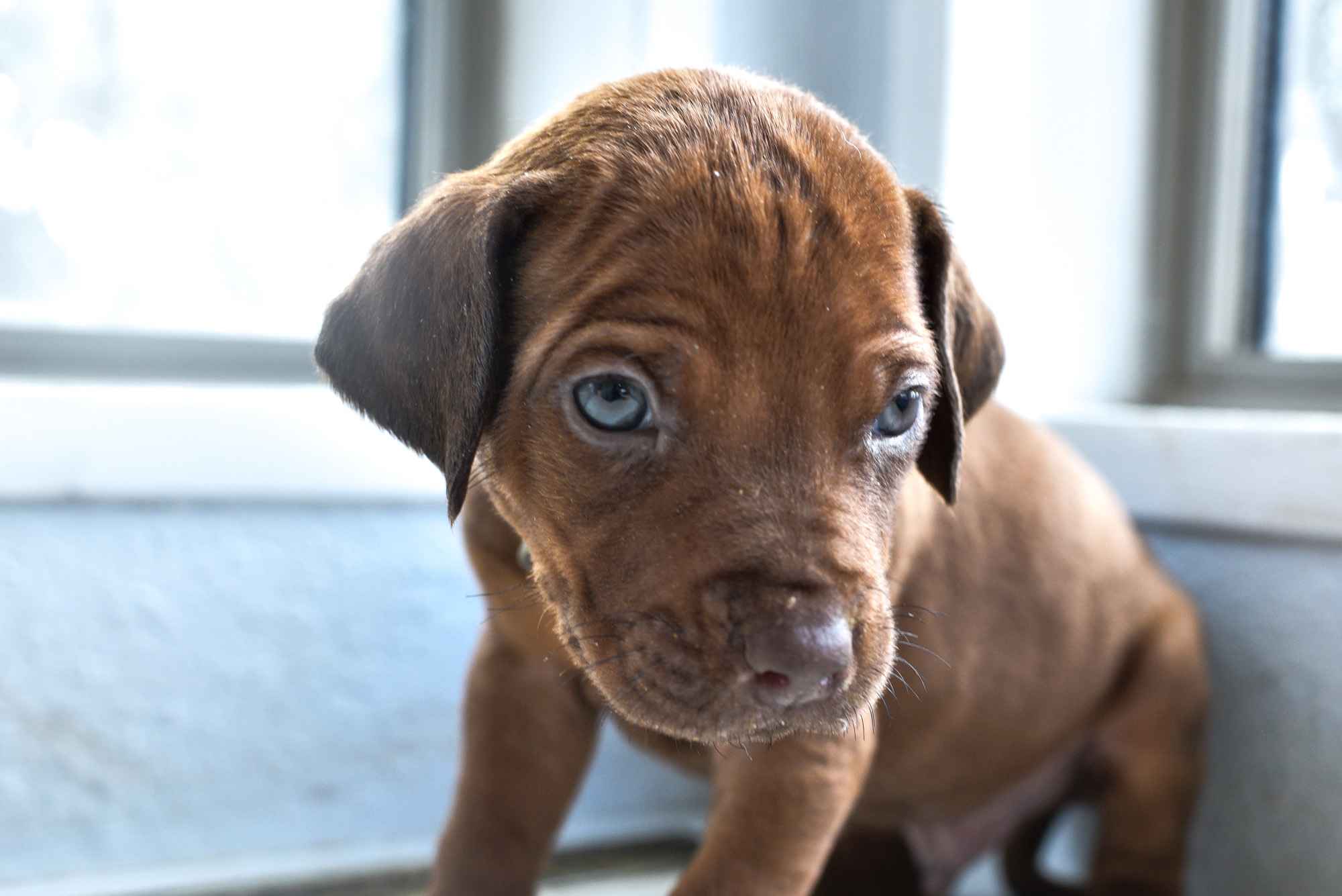 rhodesian ridgeback breeder beige