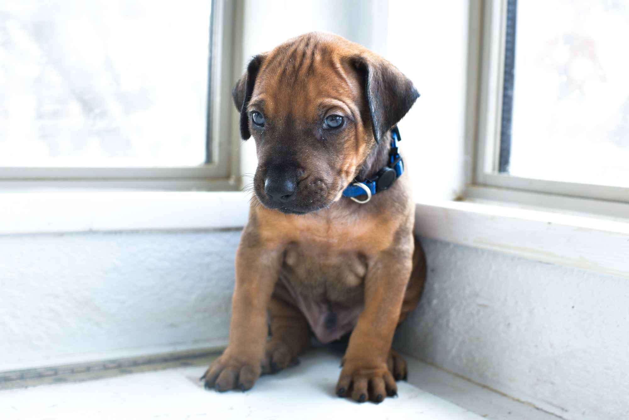 ridgeback puppies for sale austin texas 2025 litter blue
