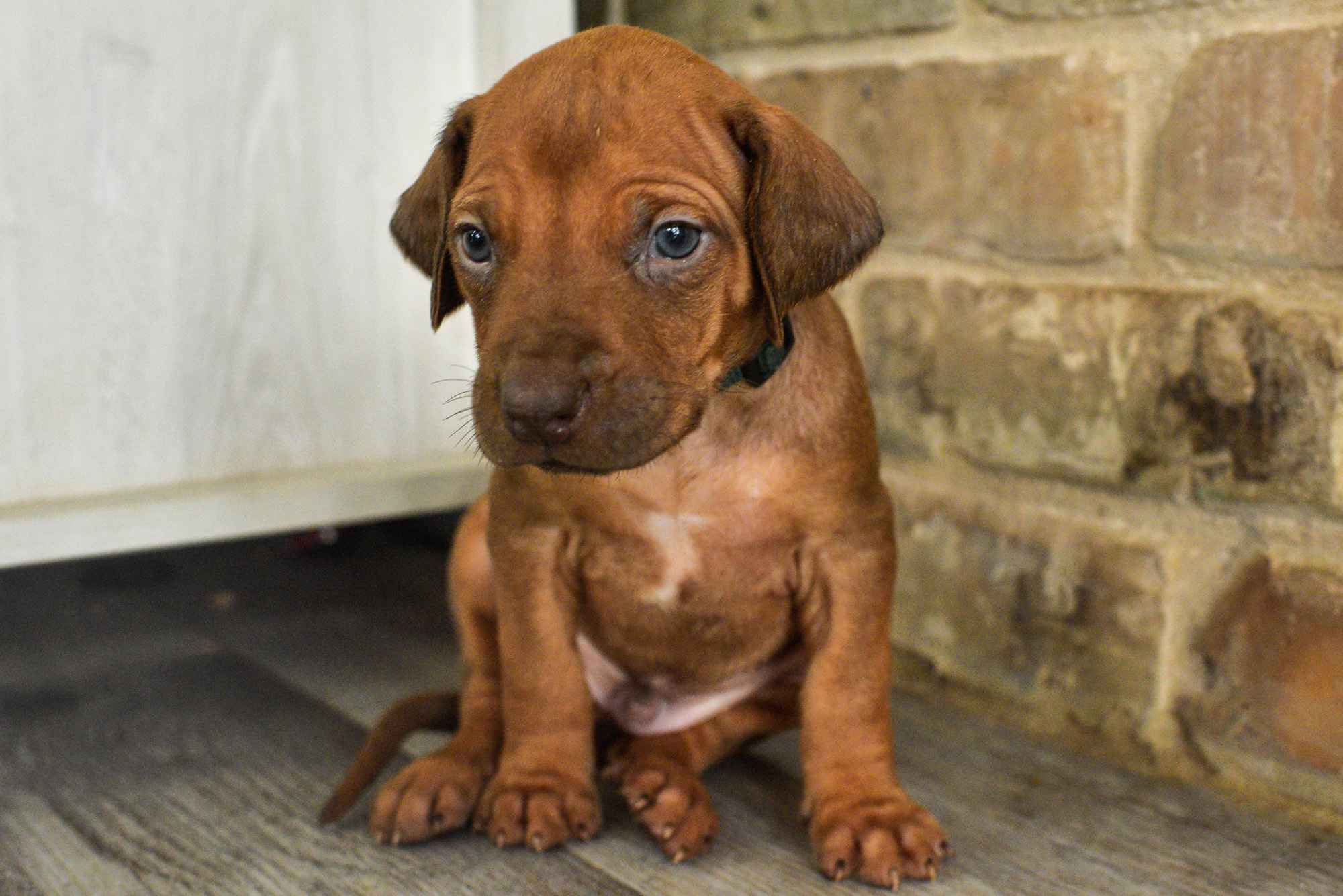 rhodesian ridgeback puppies for sale austin texas 2025 litter dark green