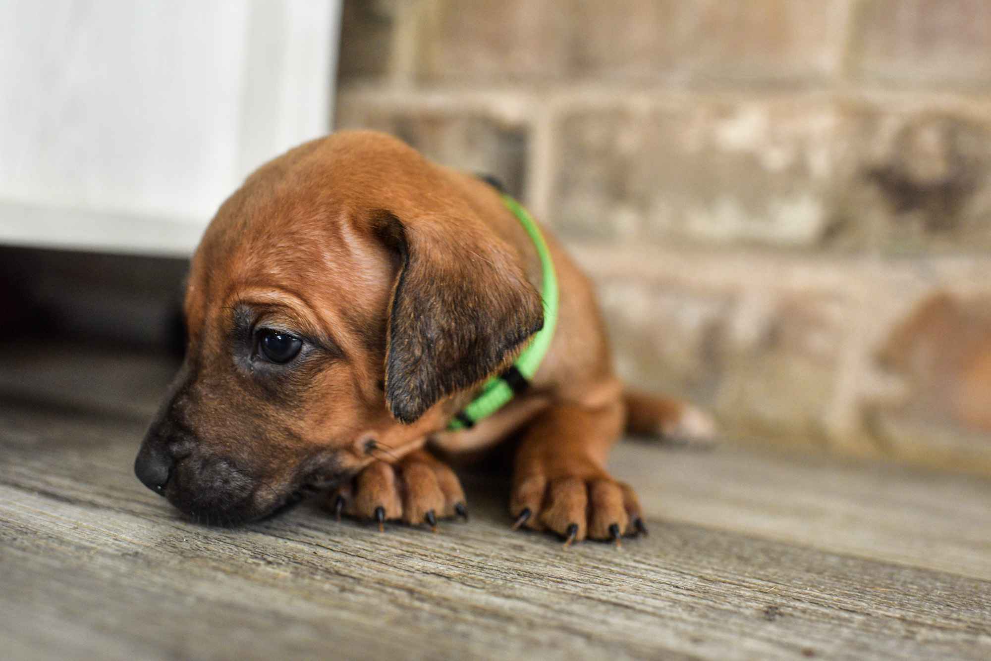 ridgeback puppies for sale austin texas 2025 litter green