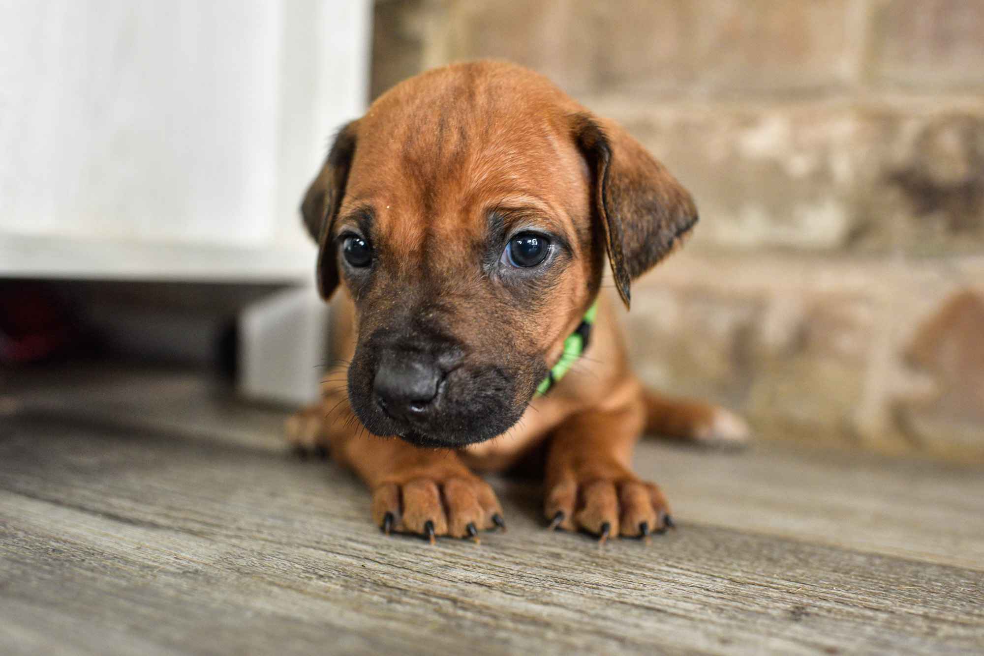 ridgeback puppies for sale austin texas 2025 litter green