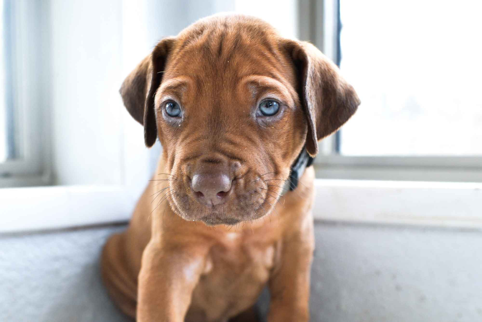 rhodesian ridgeback puppies for sale austin texas 2025 litter grey