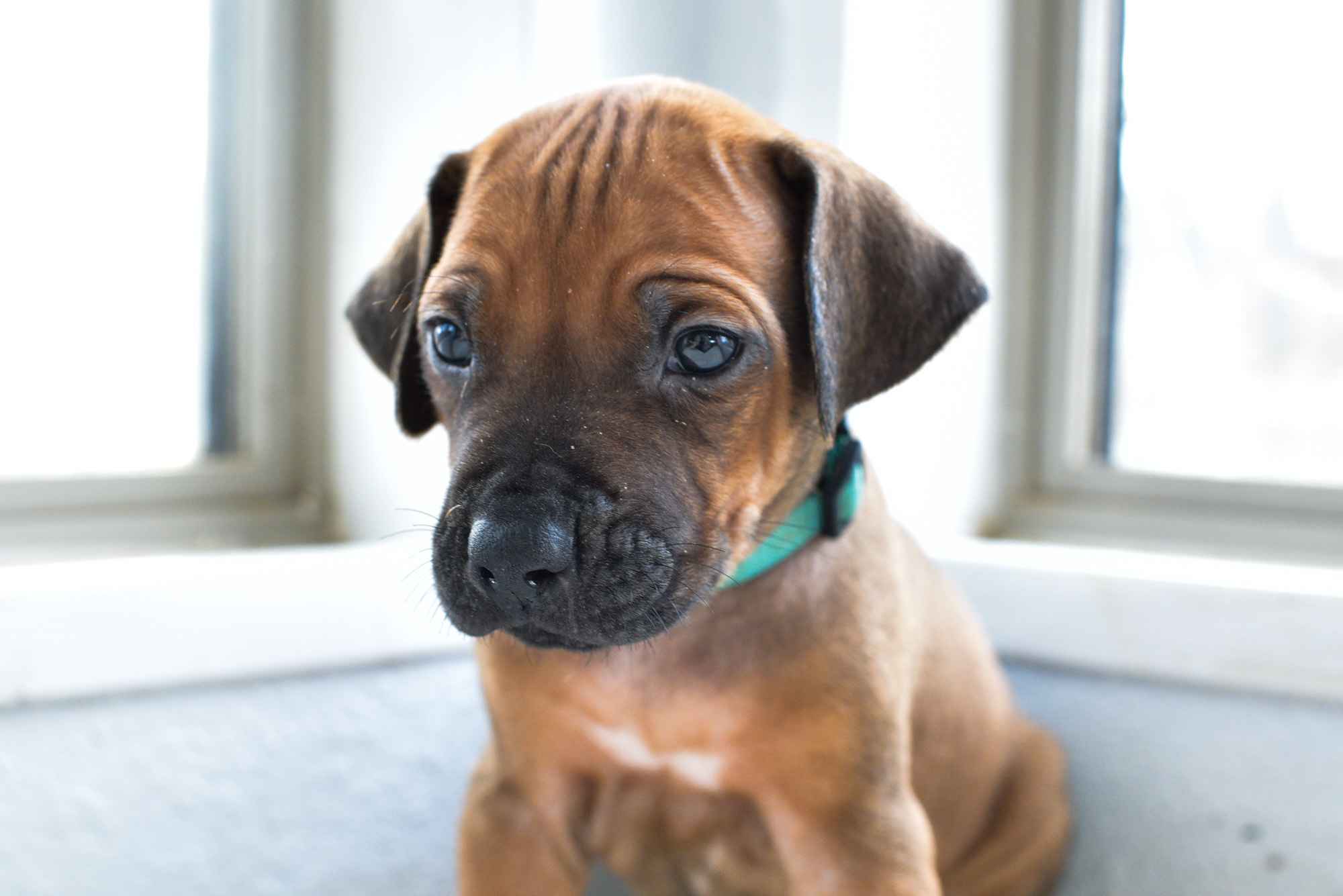 rhodesian ridgeback puppies for sale austin texas 2025 litter light blue