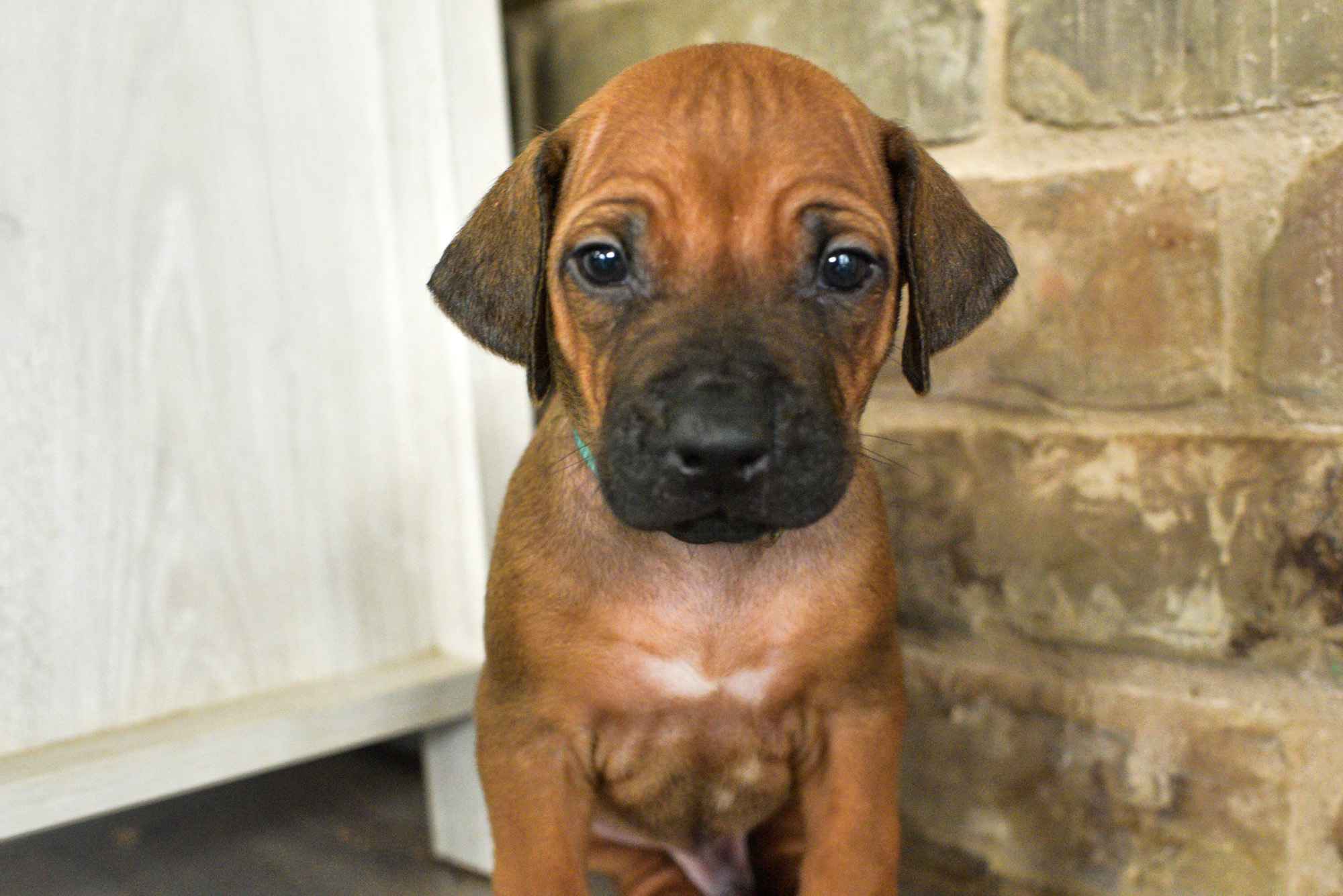 rhodesian ridgeback puppies for sale austin texas 2025 litter light blue