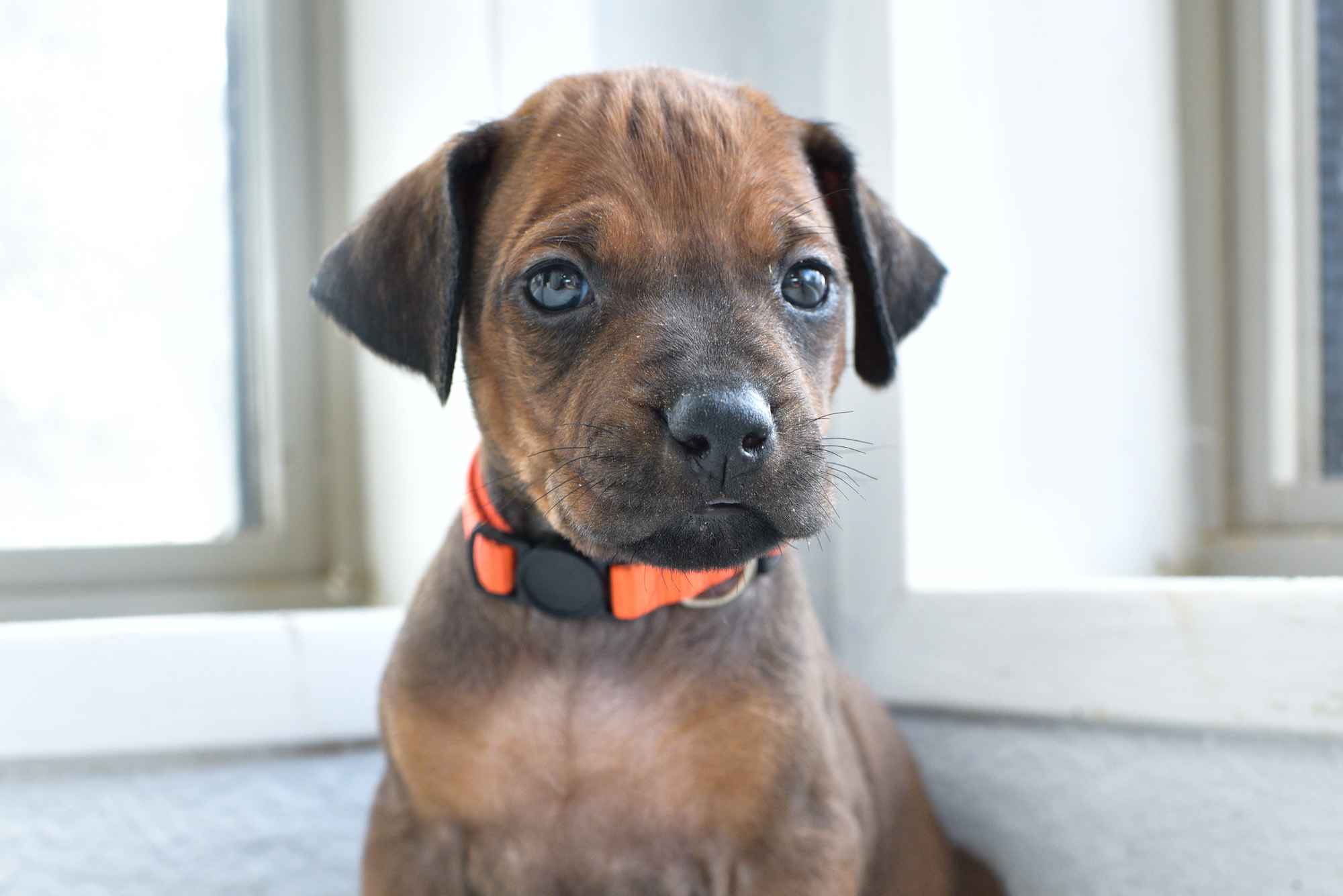 ridgeback puppies for sale austin texas 2025 litter orange ridgeback puppies for sale austin texas 2025 litter orange