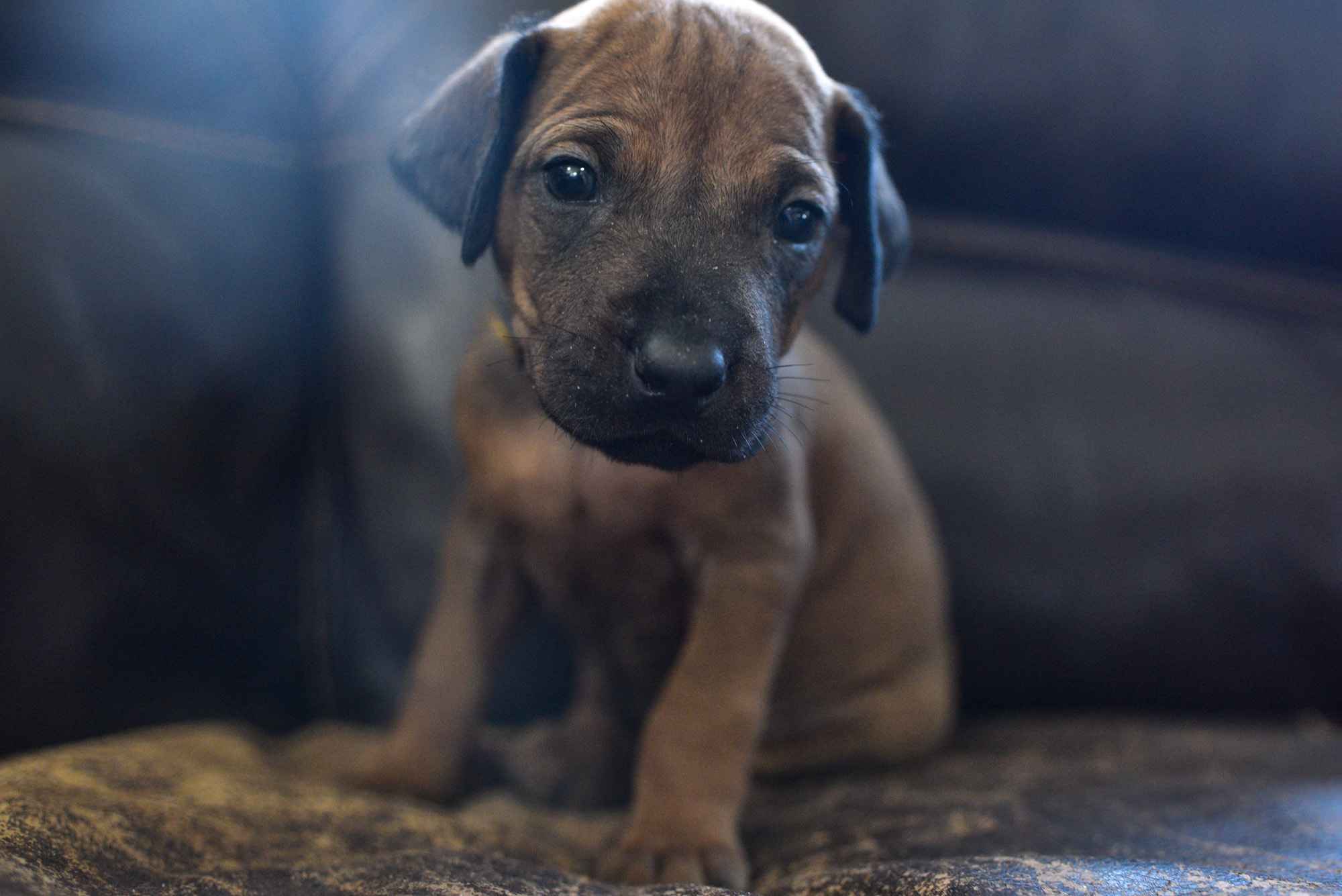 ridgeback puppies for sale austin texas 2025 litter yellow