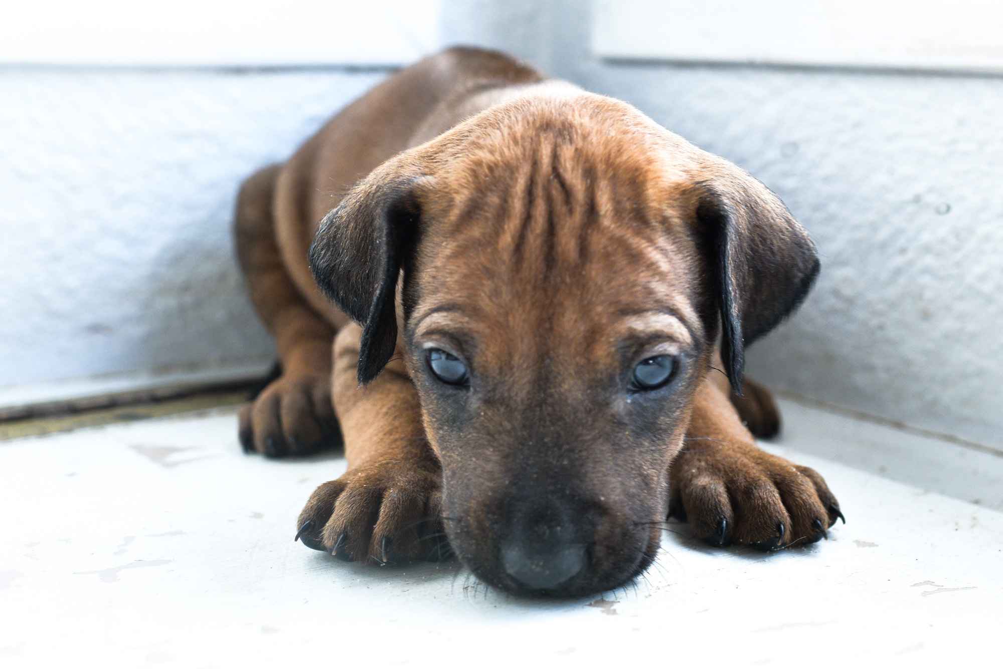 ridgeback puppies for sale austin texas 2025 litter yellow ridgeback puppies for sale austin texas 2025 litter yellow