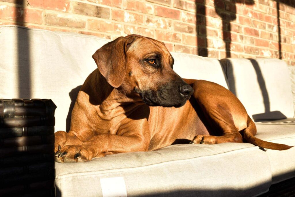 rhodesian ridgeback breeder female dog