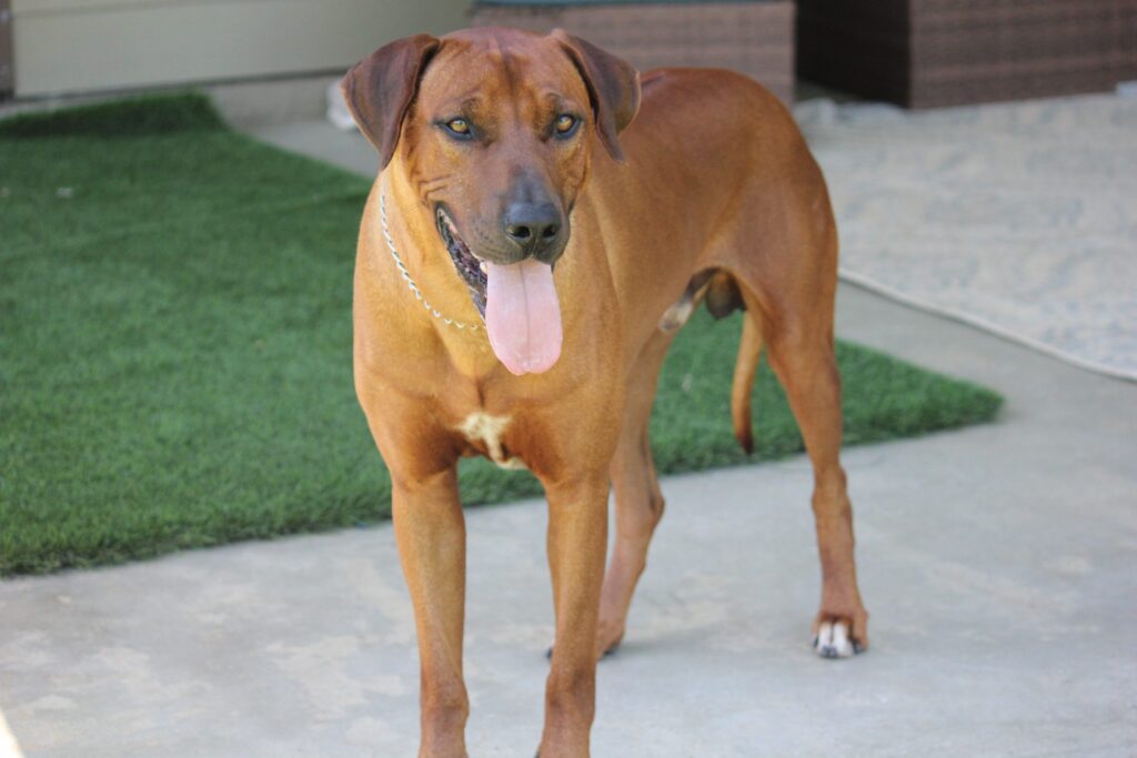 rhodesian ridgeback breeder male dog