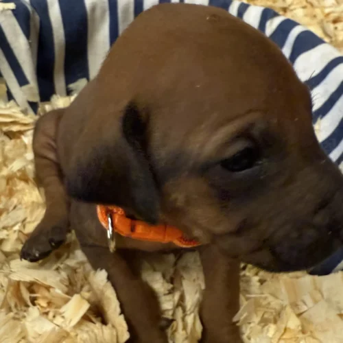 Rhodesian Ridgeback breeders Dallas Rhodesian Ridgeback breeders Dallas