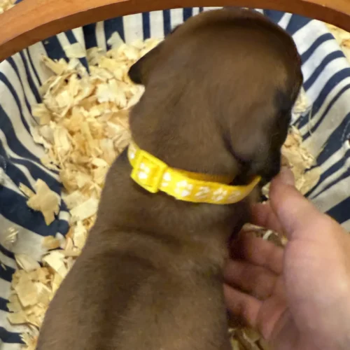 Rhodesian Ridgeback dog available AKC registered Austin TX Rhodesian Ridgeback dog available AKC registered Austin TX