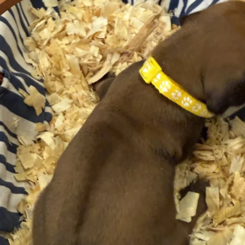 Rhodesian Ridgeback dog available AKC registered Austin Texas Rhodesian Ridgeback dog available AKC registered Austin Texas