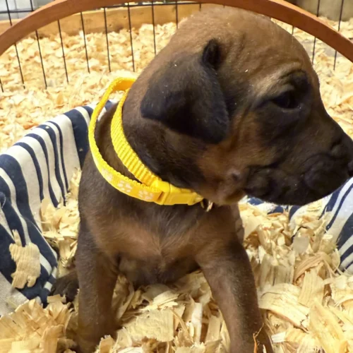 Rhodesian Ridgeback dog available AKC registered Austin Rhodesian Ridgeback dog available AKC registered Austin