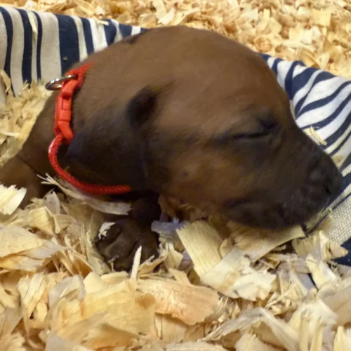 Rhodesian Ridgeback dog available AKC registered Boerne Rhodesian Ridgeback dog available AKC registered Boerne