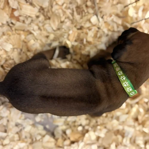 Rhodesian Ridgeback dog available AKC registered Dallas TX Rhodesian Ridgeback dog available AKC registered Dallas TX