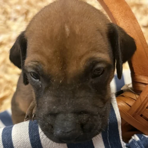 Rhodesian Ridgeback dog available AKC registered Dallas Texas Rhodesian Ridgeback dog available AKC registered Dallas Texas