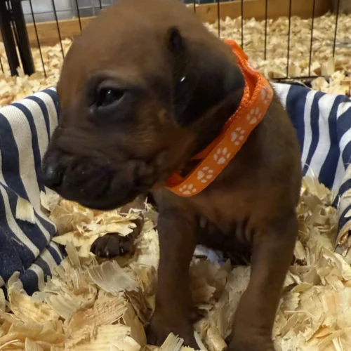 Rhodesian Ridgeback dog available AKC registered Dallas Rhodesian Ridgeback dog available AKC registered Dallas