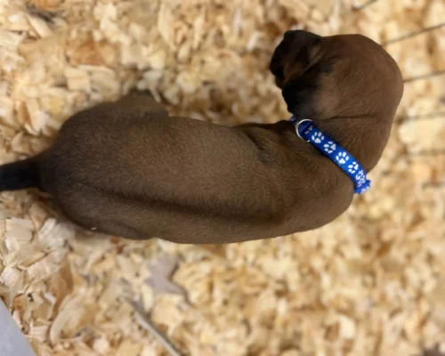 Rhodesian Ridgeback dog available AKC registered Fredericksburg TX Rhodesian Ridgeback dog available AKC registered Fredericksburg TX