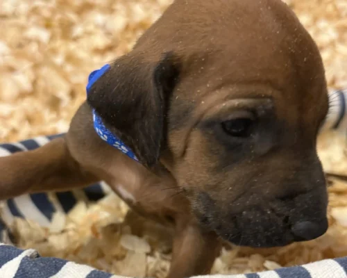 Rhodesian Ridgeback dog available AKC registered Fredericksburg Texas Rhodesian Ridgeback dog available AKC registered Fredericksburg Texas