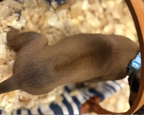 Rhodesian Ridgeback dog available AKC registered Fredericksburg Rhodesian Ridgeback dog available AKC registered Fredericksburg