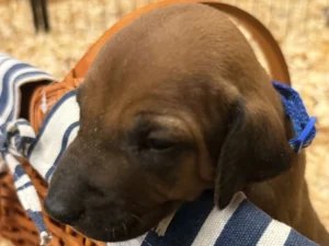Rhodesian Ridgeback dog available AKC registered Houston