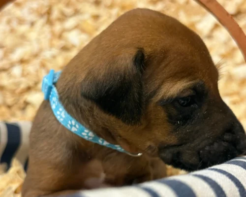 Rhodesian Ridgeback dog available AKC registered Houston TX Rhodesian Ridgeback dog available AKC registered Houston TX