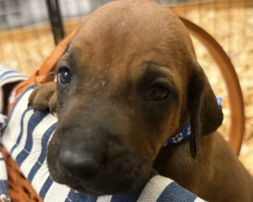 Rhodesian Ridgeback dog available AKC registered Houston TX Rhodesian Ridgeback dog available AKC registered Houston TX