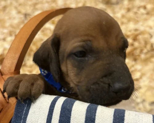 Rhodesian Ridgeback dog available AKC registered Houston Texas Rhodesian Ridgeback dog available AKC registered Houston Texas