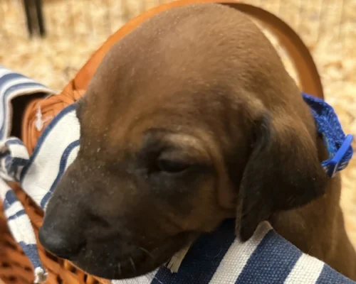 Rhodesian Ridgeback dog available AKC registered Houston Rhodesian Ridgeback dog available AKC registered Houston