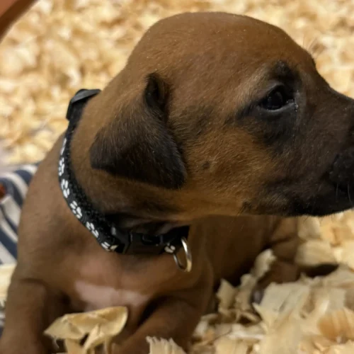 Rhodesian Ridgeback dog available AKC registered Kerrville Rhodesian Ridgeback dog available AKC registered Kerrville