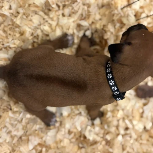 Rhodesian Ridgeback dog available AKC registered Kerrville TX Rhodesian Ridgeback dog available AKC registered Kerrville TX