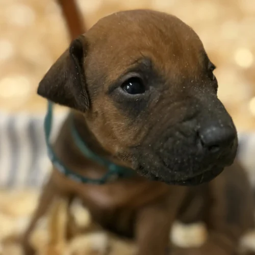 Rhodesian Ridgeback dog available AKC registered Kerrville Texas Rhodesian Ridgeback dog available AKC registered Kerrville Texas