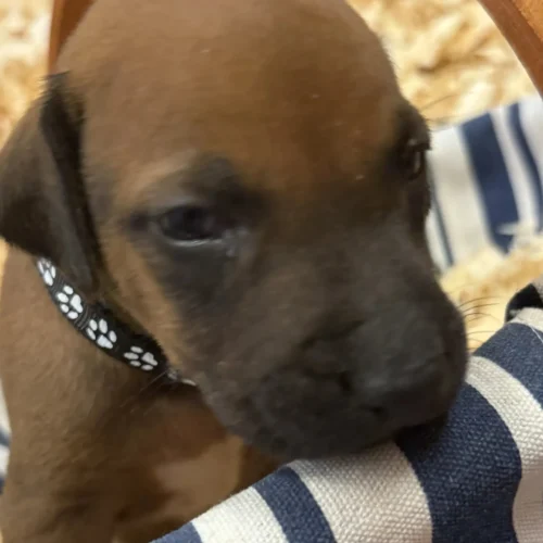 Rhodesian Ridgeback dog available AKC registered San Antonio Rhodesian Ridgeback dog available AKC registered San Antonio