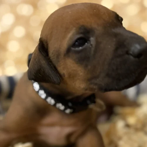 Rhodesian Ridgeback dog available AKC registered San Antonio TX Rhodesian Ridgeback dog available AKC registered San Antonio TX