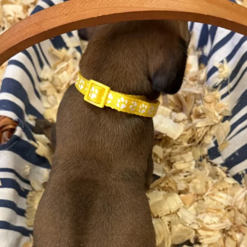 Rhodesian Ridgeback dog available Austin TX Rhodesian Ridgeback dog available Austin TX