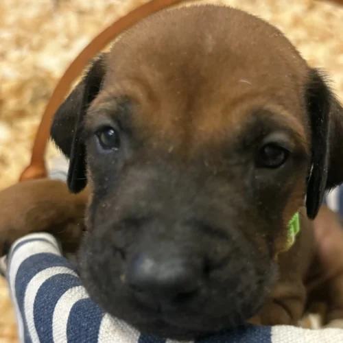 Rhodesian Ridgeback dog available Austin Texas Rhodesian Ridgeback dog available Austin Texas