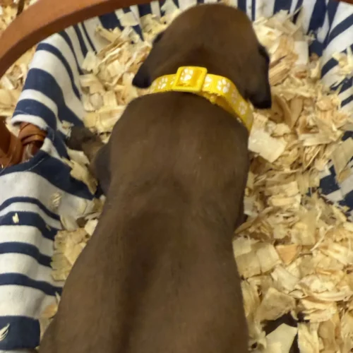 Rhodesian Ridgeback dog available Austin Rhodesian Ridgeback dog available Austin