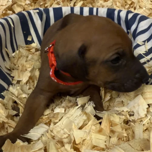 Rhodesian Ridgeback dog available Boerne TX Rhodesian Ridgeback dog available Boerne TX