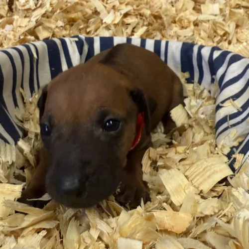 Rhodesian Ridgeback dog available Boerne Texas Rhodesian Ridgeback dog available Boerne Texas