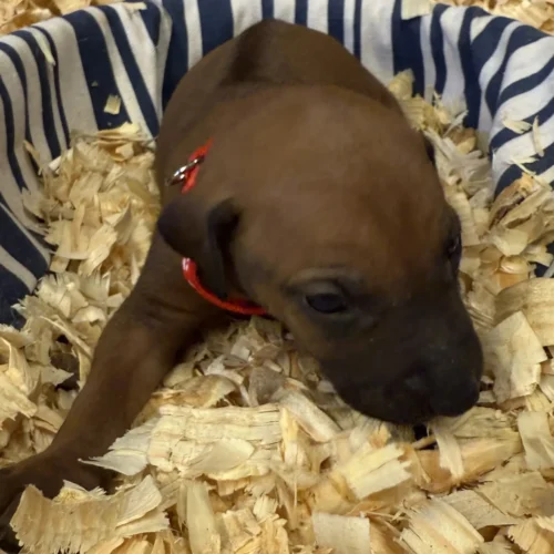 Rhodesian Ridgeback dog available Boerne Rhodesian Ridgeback dog available Boerne