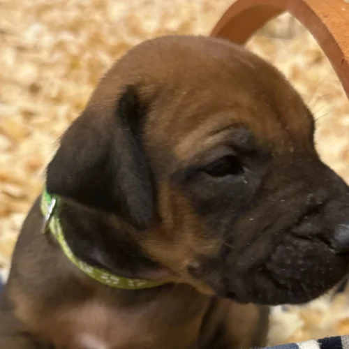 Rhodesian Ridgeback dog available Dallas TX Rhodesian Ridgeback dog available Dallas TX