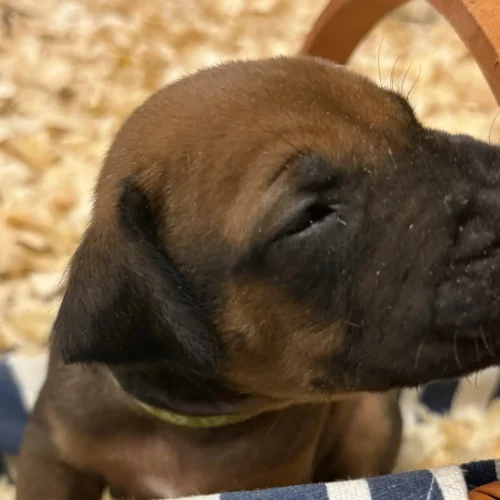 Rhodesian Ridgeback dog available Dallas Texas Rhodesian Ridgeback dog available Dallas Texas