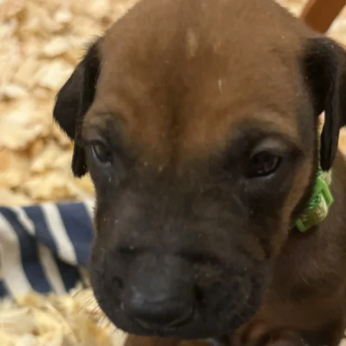 Rhodesian Ridgeback dog available Dallas Rhodesian Ridgeback dog available Dallas